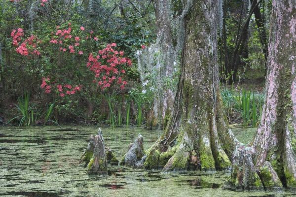 South Carolina, Charleston Trees and pond